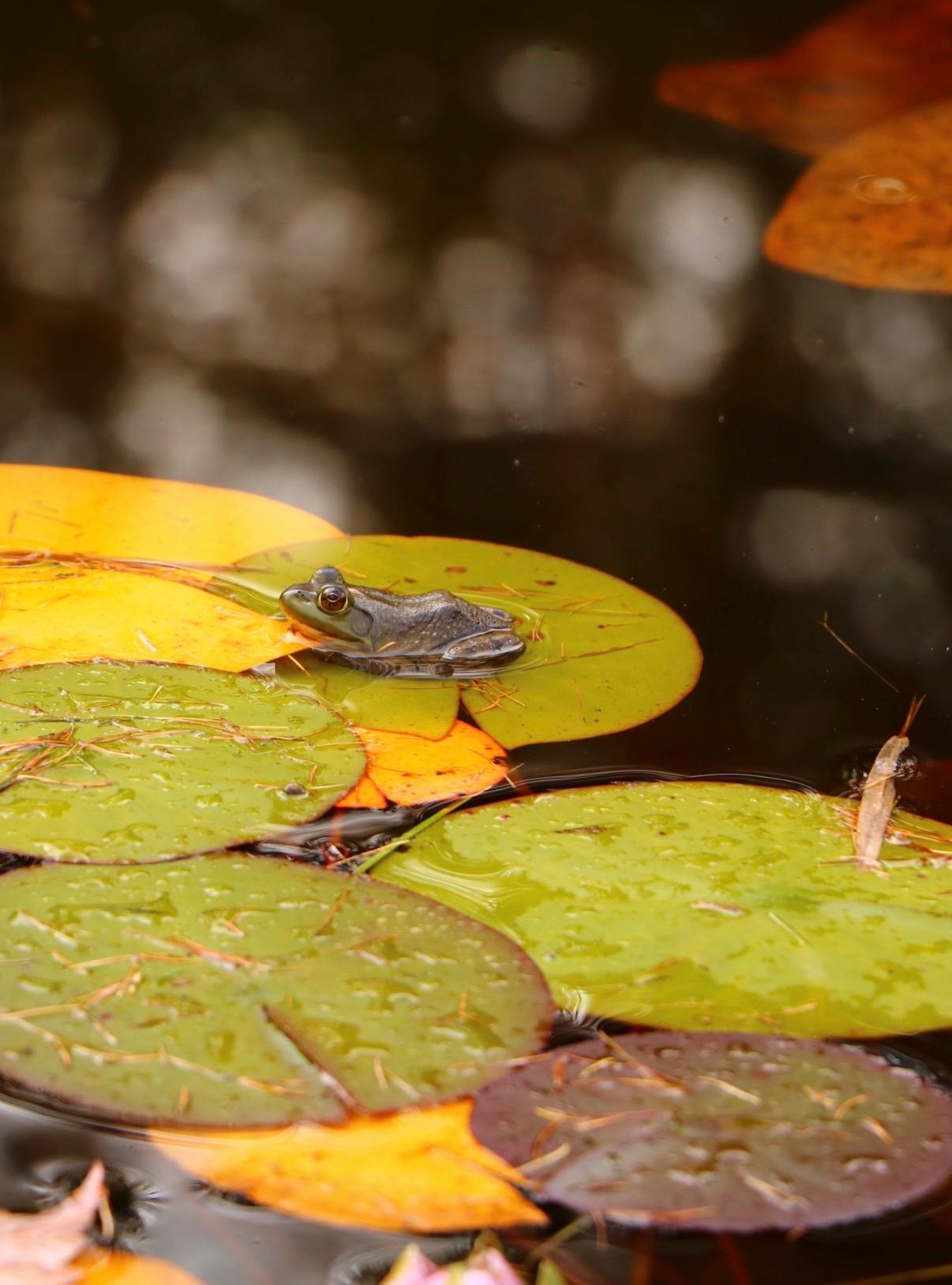 Grenouille