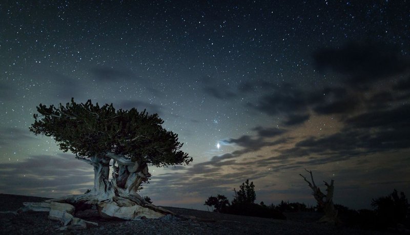 Signature d’Âme — arbre ancien sous un ciel étoilé