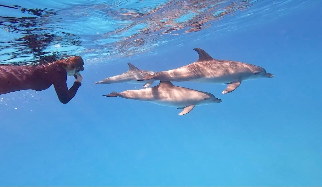 Une nageuse face à trois dauphins sauvages, juste sous la surface de la mer Rouge