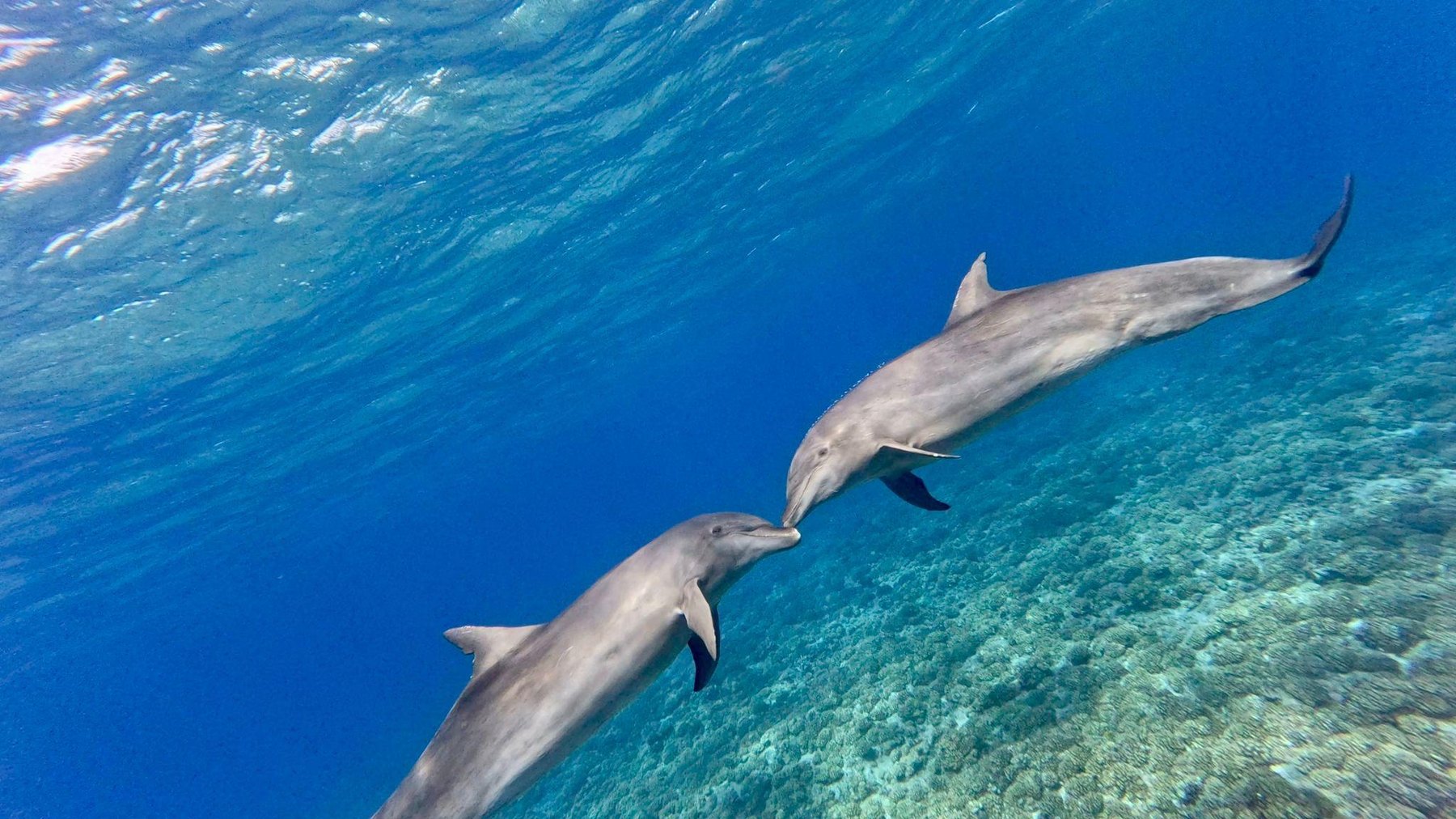 Deux dauphins sauvages se rejoignent museau contre museau au-dessus du récif, en mer Rouge